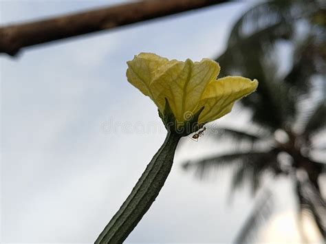 A Flower of Luffa Acutangula Stock Photo - Image of wildflower, herb ...