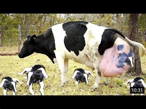 How Cow Give Birth Baby Calf Being Born Farm Withme Pretty Girl Cure