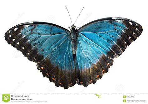 Borboleta Azul Isolada No Fundo Branco Imagem De Stock Imagem De Azul