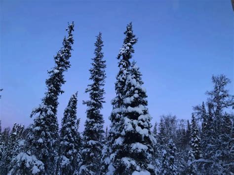 How to bring home your own Southeast Alaska Christmas tree