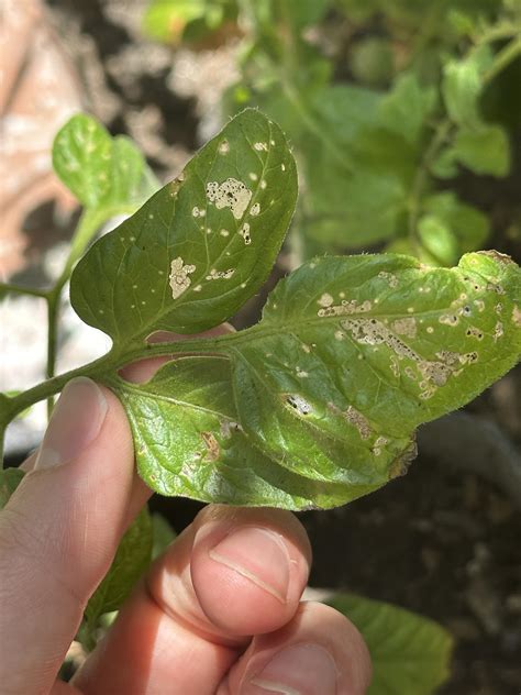 Whats Eating My Tomato Plant Rplantclinic