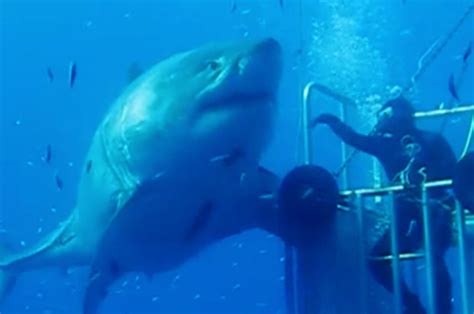 World S Biggest Great White Caught On Camera Daily Star