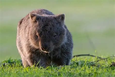 Wombat - Facts, Size, Diet, Pictures - All Animal Facts