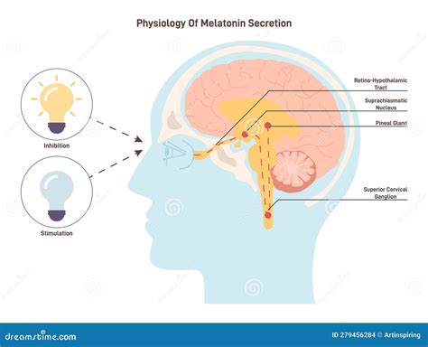 Melatonin And Circadian Rhythm Regulation Brain With Pineal Gland