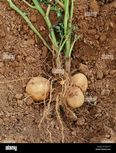 Potato Irish Cobbler SOLANUM TUBEROSUM Plant Unearthed Showing Roots