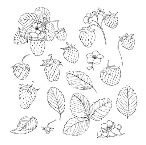 Premium Vector Strawberries Berries Set Of Realistic Sketches Vector