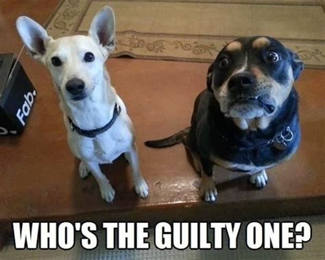 Funny Guilty Dog Meme Joke Picture Puppies Pinterest Dog Memes