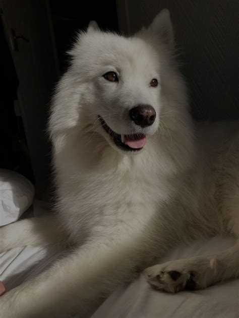 White Gsd