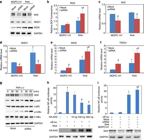 Nrf Negatively Regulates R A Induced Inos Expression By Suppressing