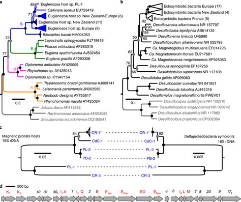 Diversity Of The Magnetic Protists And Their Ectosymbionts A B