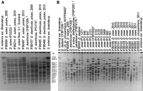 Restriction Fragment Length Polymorphism Pulsed Field Gel Download