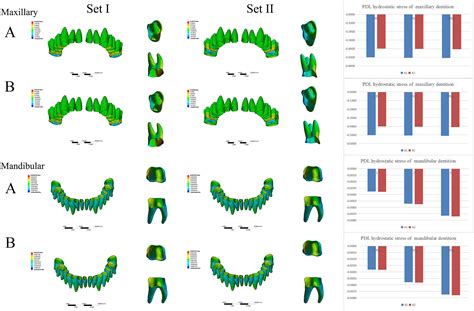 Actual Contribution Ratio Of Maxillary And Mandibular Molars For Total