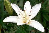 The saying 'Gild the lily' - meaning and origin.