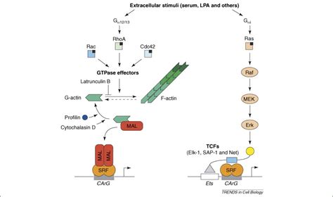 Actin Together Serum Response Factor Its Cofactors And The Link To