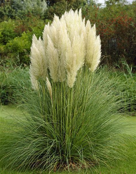 Cortaderia Selloana Pumila Dwergpampasgras Plantbezorgd