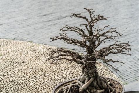 Come Si Cura Il Ficus Benjamina Bonsai Mondo Bonsai