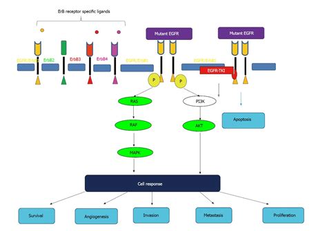 Epidermal Growth Factor Receptor Tyrosine Kinase Inhibitors For Non