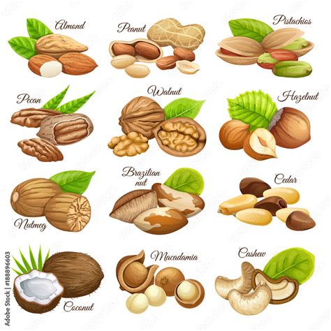 Set nuts food grains of cashew and brazilian nut, coconut and cedar ...