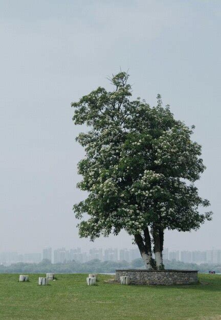 Un Rbol Con Un Gran Rbol Al Lado Que Tiene Una Ciudad Al Fondo