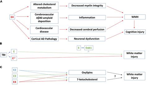 Frontiers Role Of White Matter Hyperintensity In Effects Of