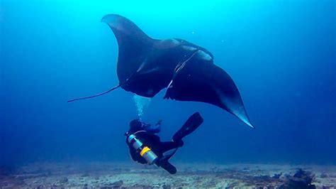 Deep Sea Manta Ray Rescue Scuba Diving Universe