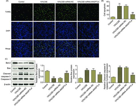 ANGPTL4 Knockdown Attenuates CSE Induced Cell Apoptosis A Cell