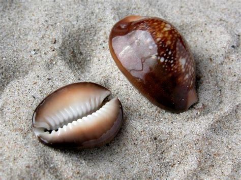 Great Barrier Reef Invertebrates Habitats Subtropical Coast