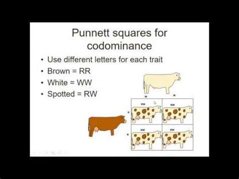 Codominance Examples Punnett Square