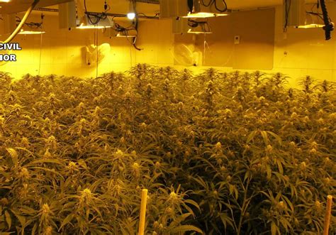 Cae Una Banda Criminal Dedicada Al Cultivo De Marihuana Y Su Posterior