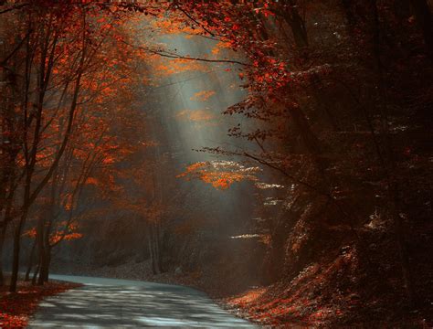 Nature Landscape Forest River Fall Leaves Sun Rays Mist Sunlight Trees Morning Germany Water Hd