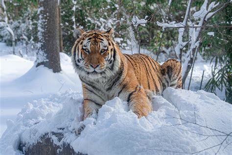 Enjoy A Winter Visit To The Bronx Zoo Bronx Zoo