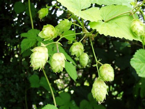 Golden Hops Humulus Lupulus This Is Looking Pretty Specta Flickr