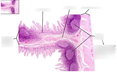 Ileum histology Diagram | Quizlet