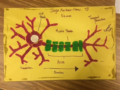 Neuron Cell Model