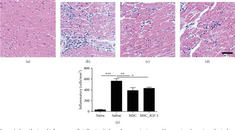 Figure From Igf Overexpressing Mesenchymal Stem Stromal Cells