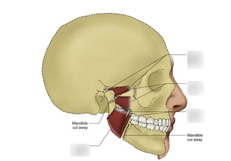 Medial Lateral Pterygoid Diagram Quizlet