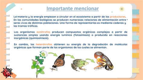 Solution Biolog A I Medio Flujo De Materia Y Energ A En Los