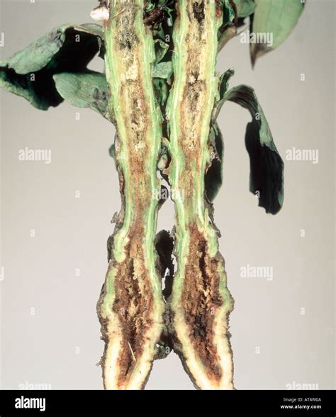 Stem bulb eelworm Ditylenchus dipsaci damage to bean Vicia faba stem ...