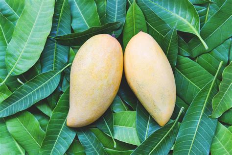 Mango Fresh On Mango Leaves From Tree Tropical Summer Fruit Concept