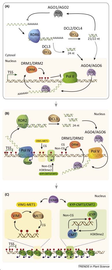 DNA Methylation As A System Of Plant Genomic Immunity Trends In Plant