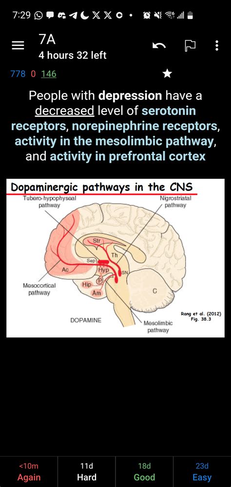 Mesolimbic pathway vs limbic structures for individuals with depression ...