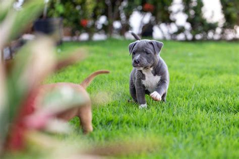 Staffordshire Bull Terrier Niebieski I Bia Y Szczeniak Maszeruje Na