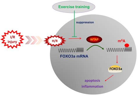 Exercise Training Reduced The WTAP Expression Thereby Impeding The