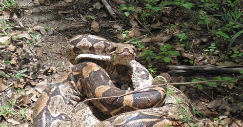 Cobra Jiboia De Metros Encontrada Em Resid Ncia