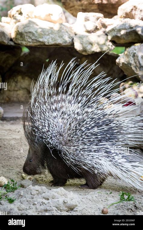 Spiky Indian Crested Porcupine Hystrix Indica Standing On Sandy