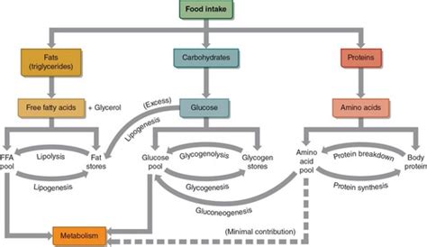 Bioenergetics Muscle Metabolism Structure And Func Of Exercising