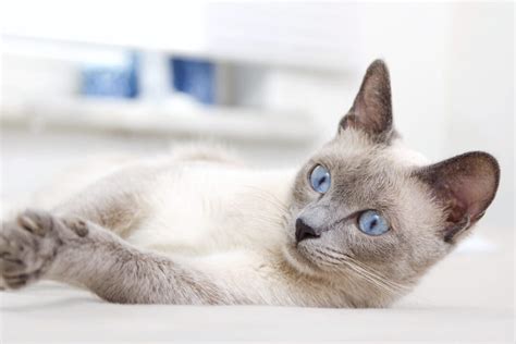 Blue Point Siamese Cat: Facts, Traits & More (With Pictures)