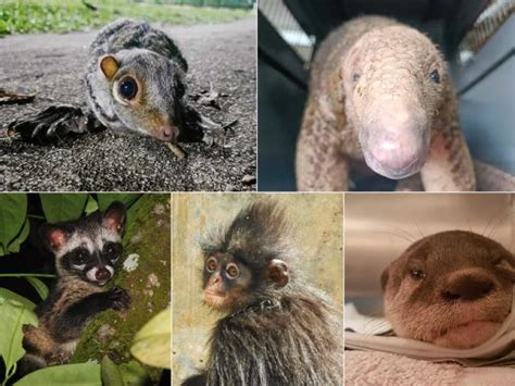 Prioritise Charismatic Species Such As Otters Pangolins In