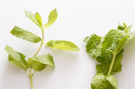 Peppermint leaves in close-up - Free Stock Image