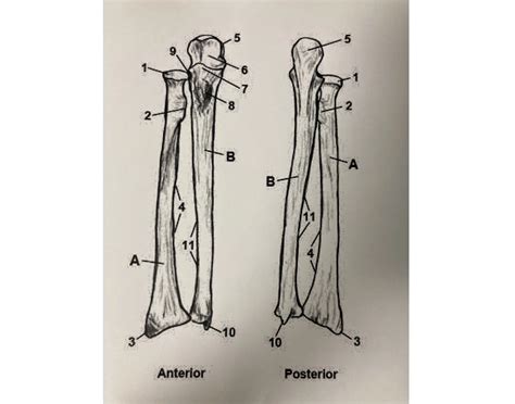 Anterior view of the forearm Quiz